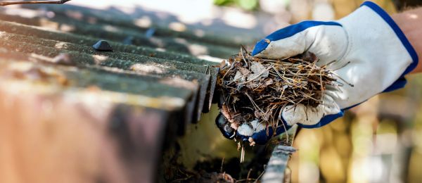 Pine Needle Gutter Cleaning in Broomfield
